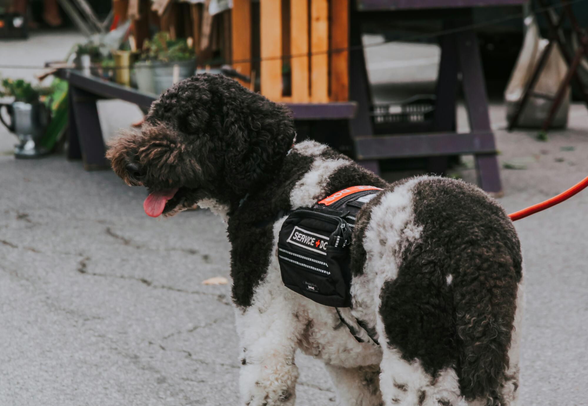 Difference Between Service, Emotional Support Animals and Pets: A Landlord's Guide